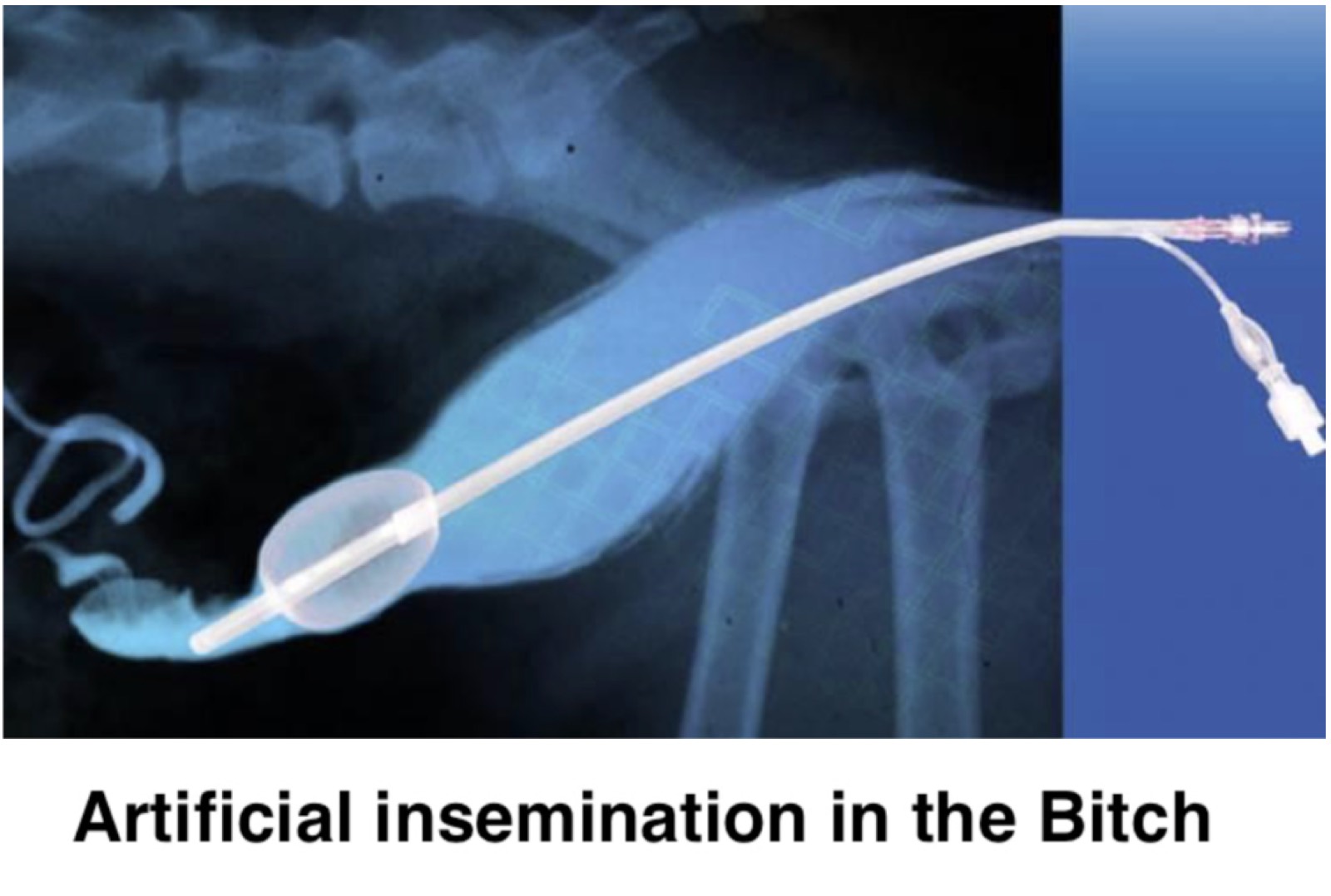 All About Dog Canine Artificial Insemination