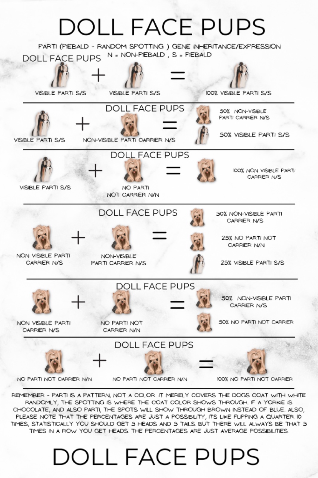 Doll Face Pups Parti Gene Inheritance Diagram