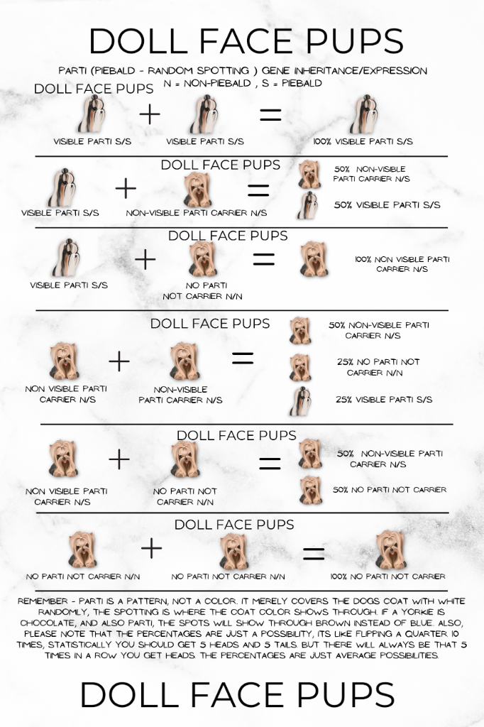 Doll Face Pups Parti Gene Inheritance Diagram