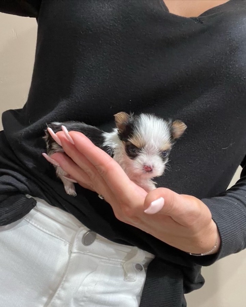 Tiny Parti Yorkie puppy being held
