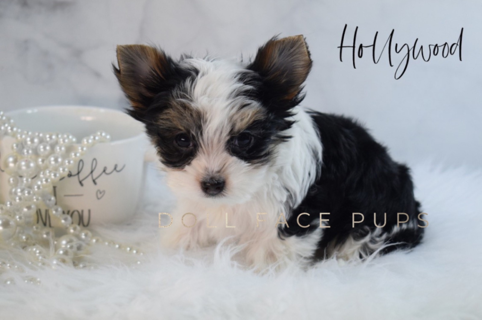 The American Parti Yorkie
