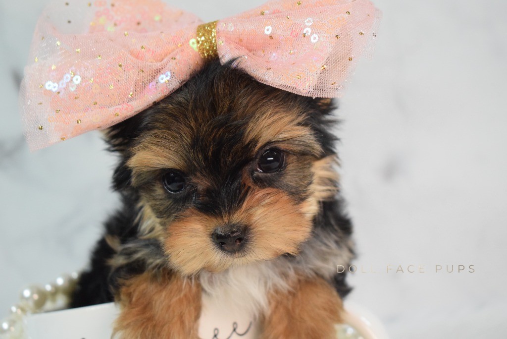 Cute Teacup Yorkie