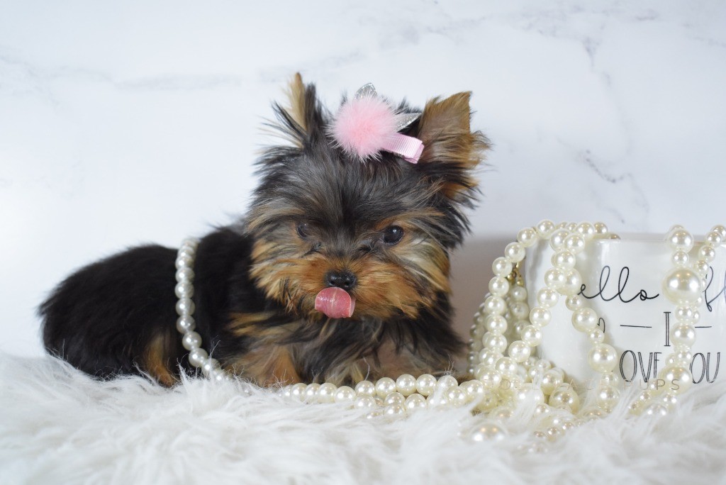 Cute Yorkie showing tongue
