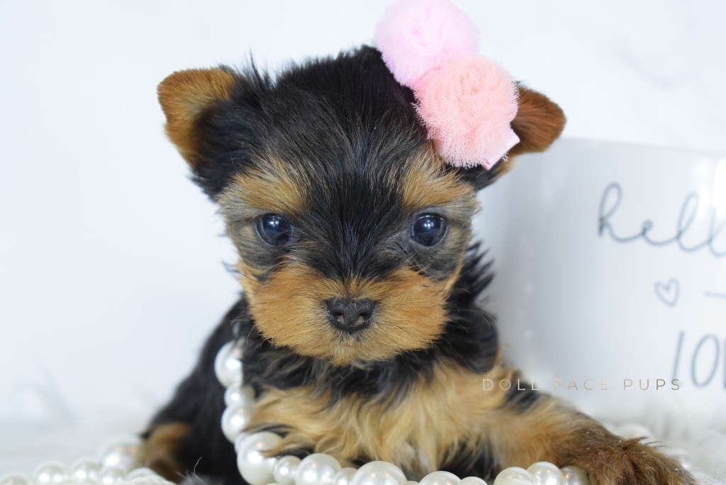 Yorkie puppy with pink bow
