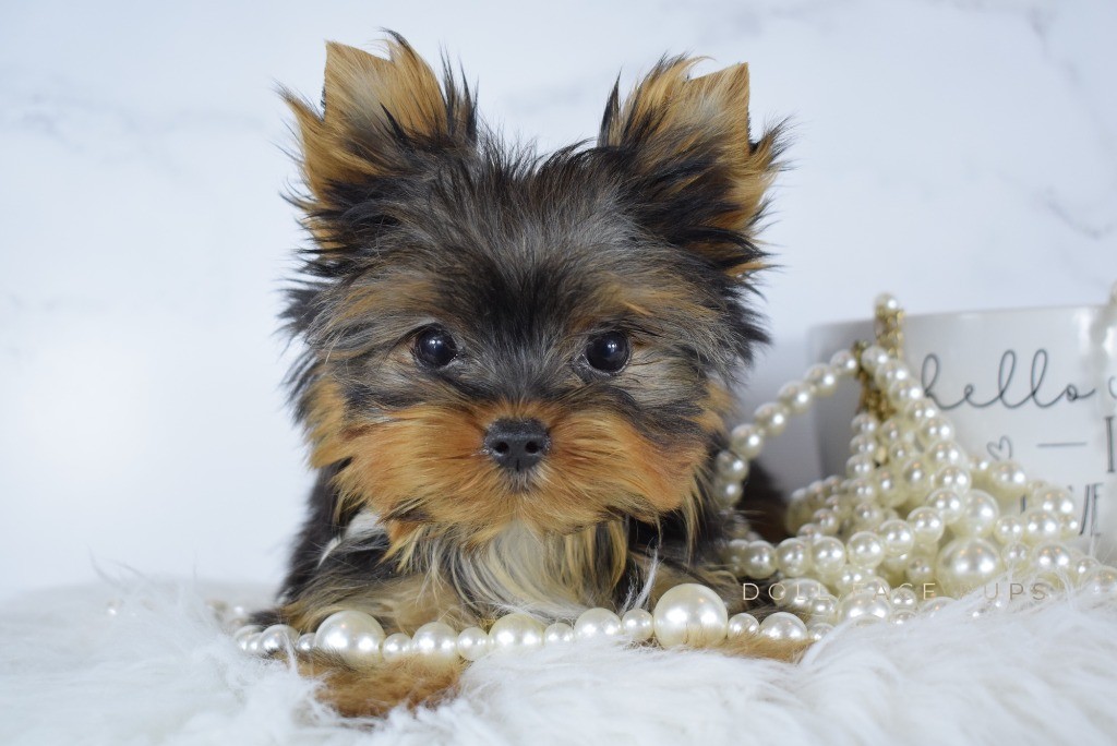 Adorable Yorkie surrounded by pearls