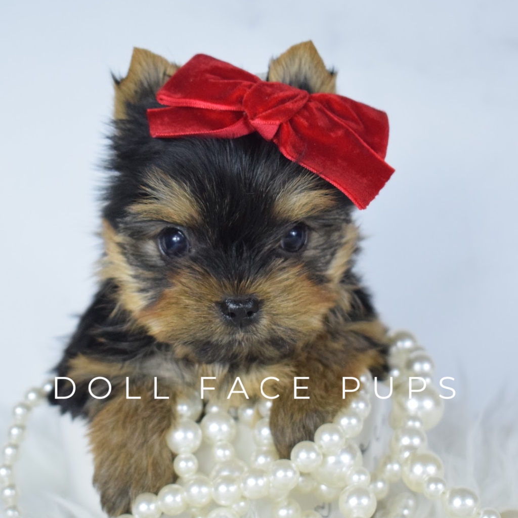 Doll Face Pups Yorkie puppy with red velvet bow and pearls