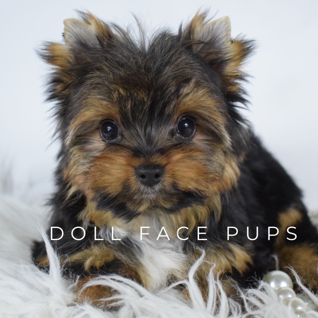 Doll Face Pups Yorkie puppy portrait with pearl necklace