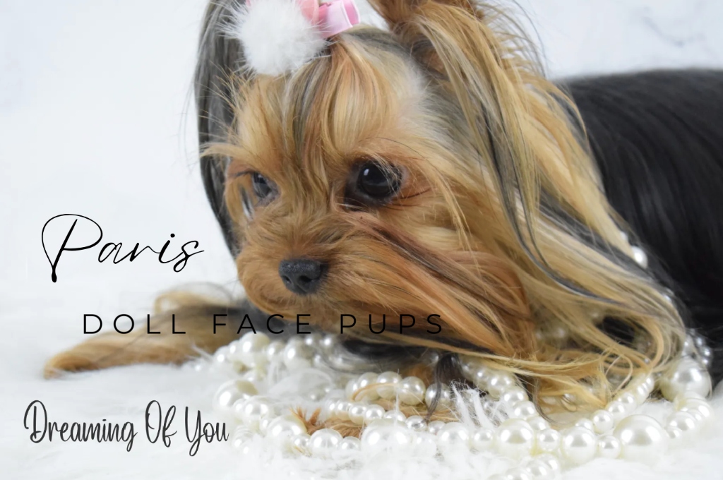 Paris — Doll Face Pups adult Yorkie with full show coat and pearls, dreaming of you