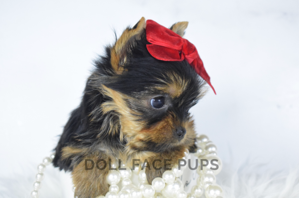 Doll Face Pups yorkie puppy with red bow