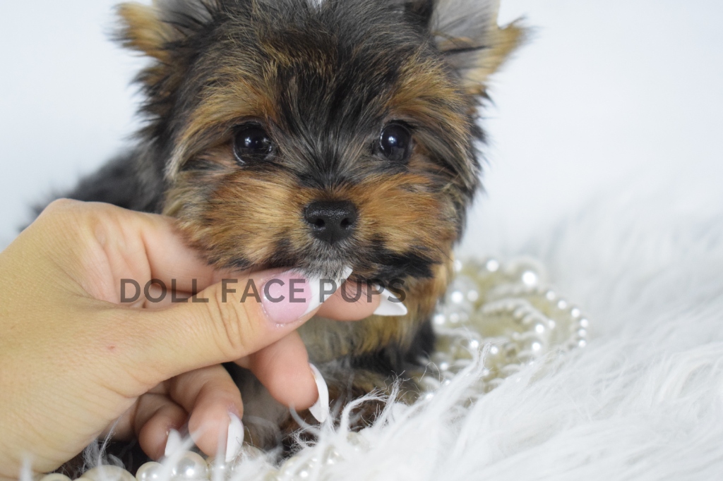 About Our Breeding Program — What Is a Doll Face Pup?