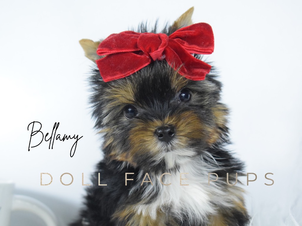 Bellamy — Doll Face Pups Yorkie puppy with red bow