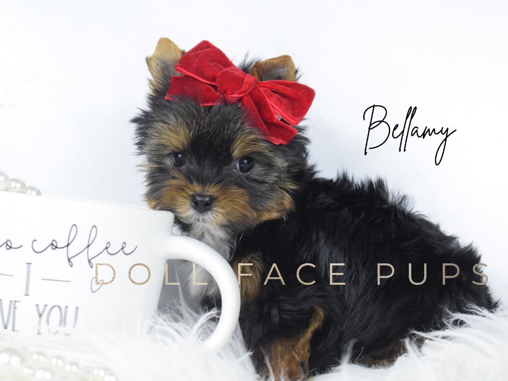 Bellamy next to a coffee mug with Doll Face Pups branding