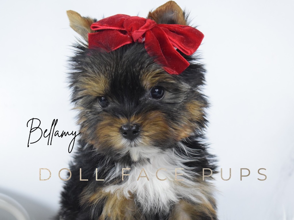 Bellamy portrait — Doll Face Pups Yorkie with red velvet bow