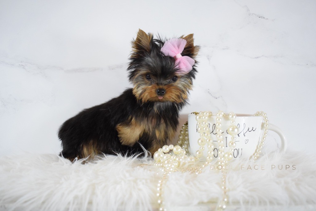 Colic in Puppies