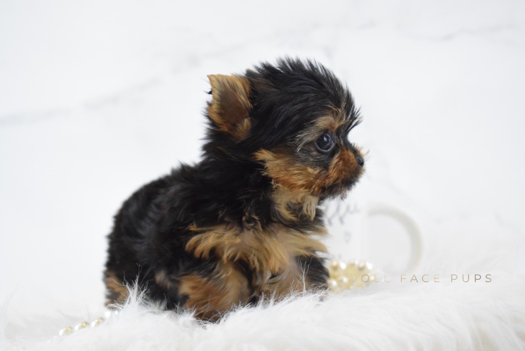 Young Yorkie puppy
