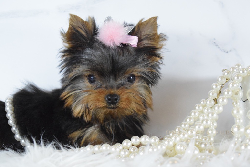 Yorkie puppy with pink flower bow