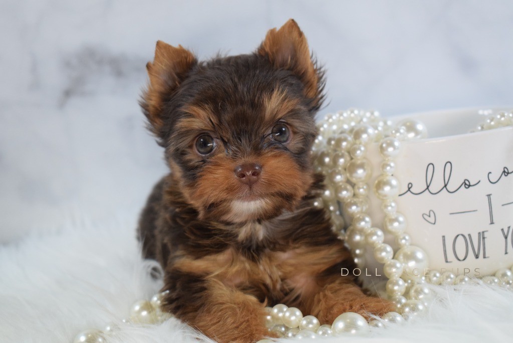 Chocolate Yorkie puppy sitting in a mug with pearls