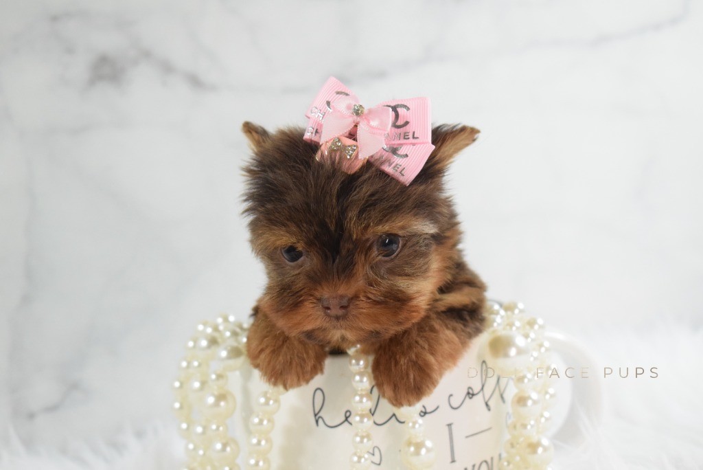 Tiny Yorkie puppy with pink Chanel bow peeking out of a mug