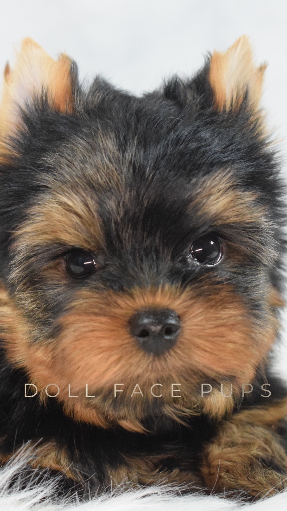PRCD in Yorkies — How DNA Testing Saved Our Line (And What Every Yorkie Buyer Should Know)