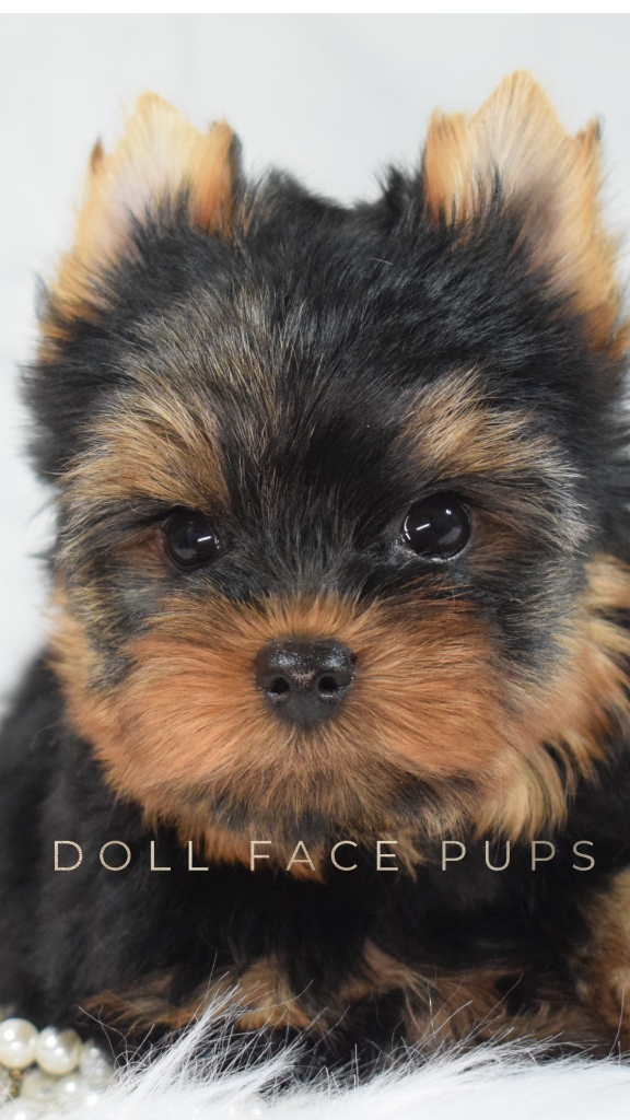 Doll Face Yorkie puppy with pearls