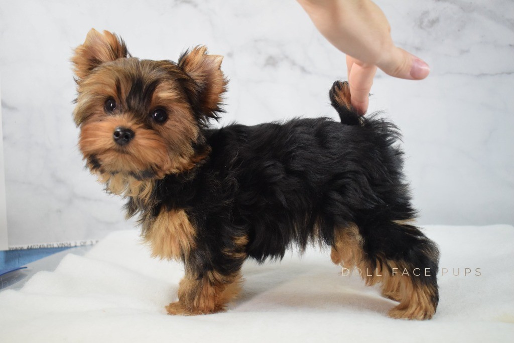 Yorkie female standing while tail is gently lifted — flagging position