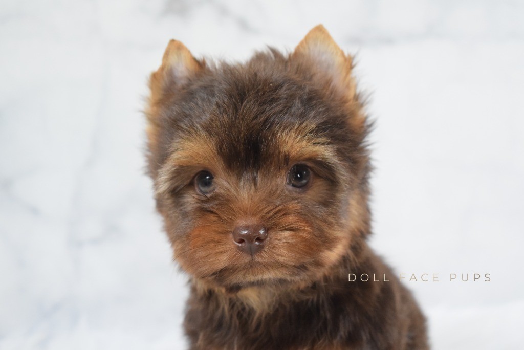 Chocolate Yorkie puppy looking directly at camera