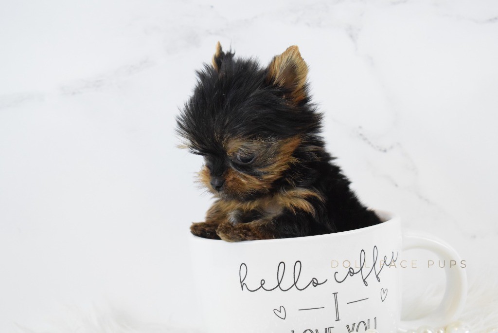 Tiny Yorkie puppy in a coffee mug