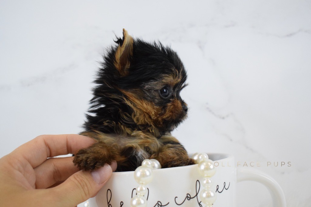 Tiny Yorkie puppy in a coffee mug being held