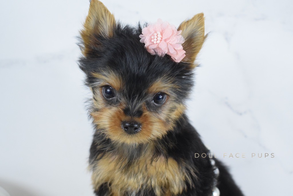 Adorable Yorkie puppy with pink flower