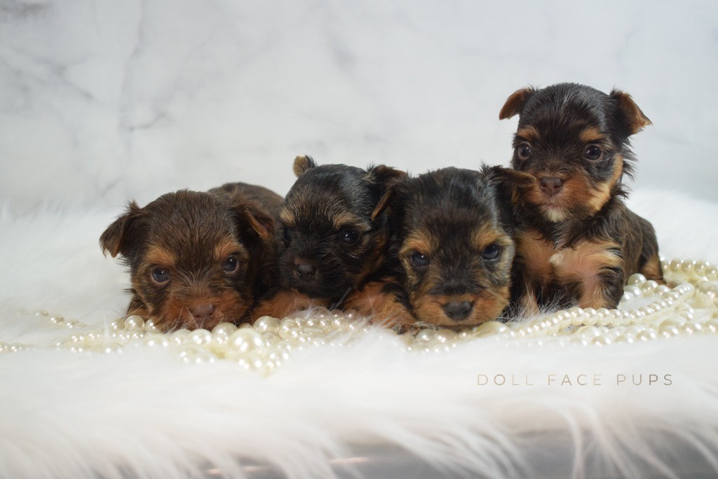 How to Get a Newborn Puppy to Latch and Nurse — A Breeder's Step-by-Step Guide