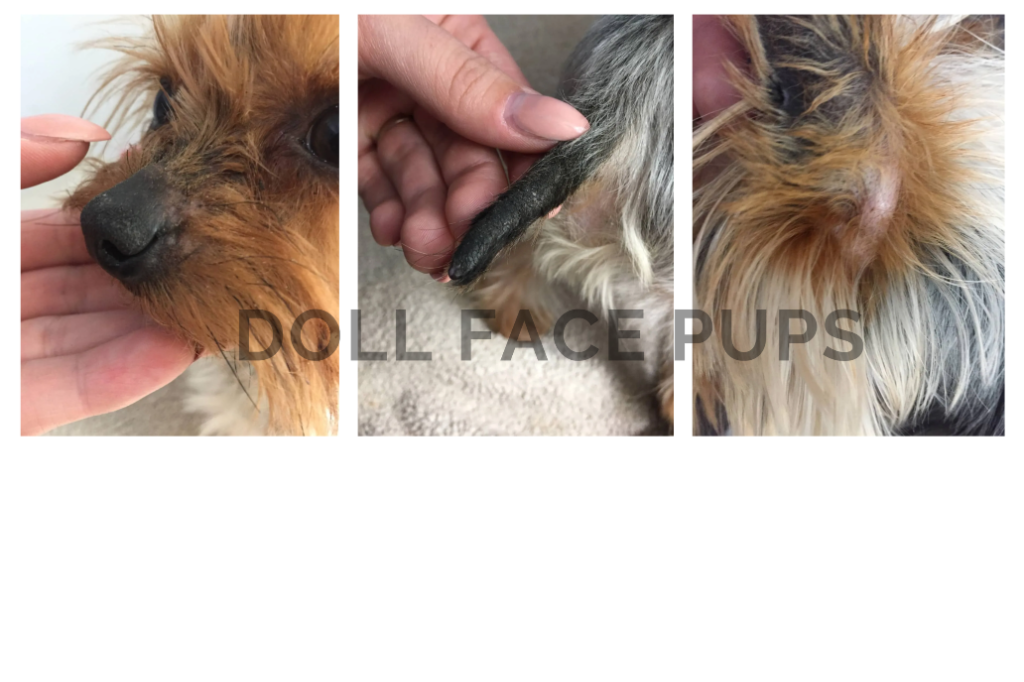 Leather ear fungus on a Yorkie — blackened nose tip, tail tip, and ear