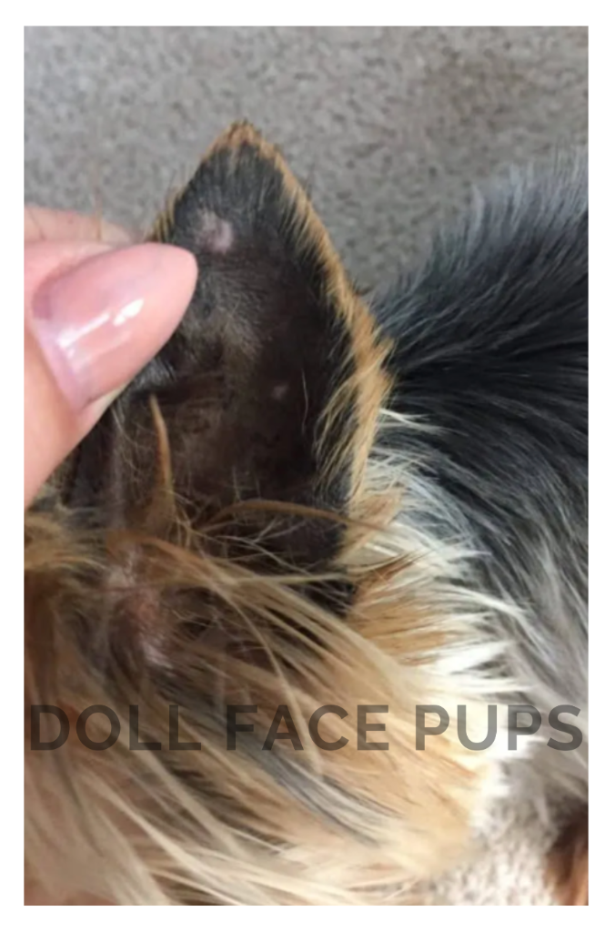 Close-up of leather ear — blackened, fungal ear skin on a Yorkie with hair loss