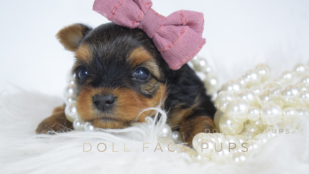 Tiny newborn Yorkie puppy with pink bow surrounded by pearls