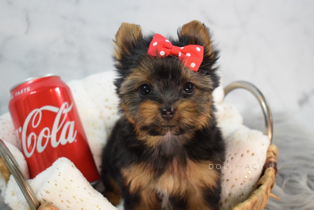 Yorkie puppy with red polka dot bow next to a Coca-Cola can