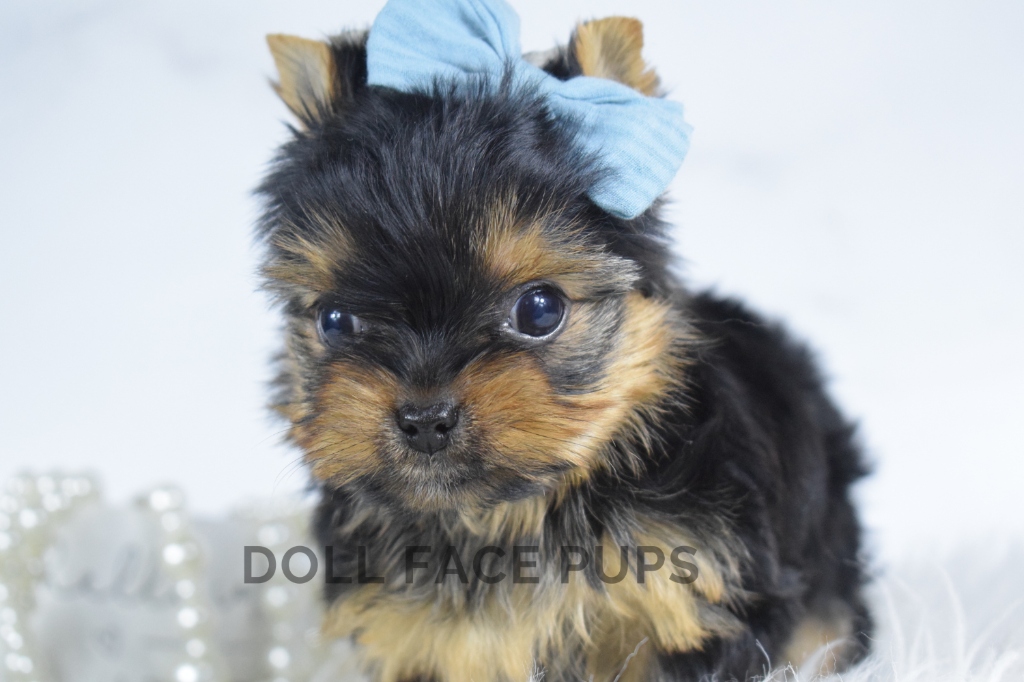 Doll Face Pups Yorkie puppy with blue bow
