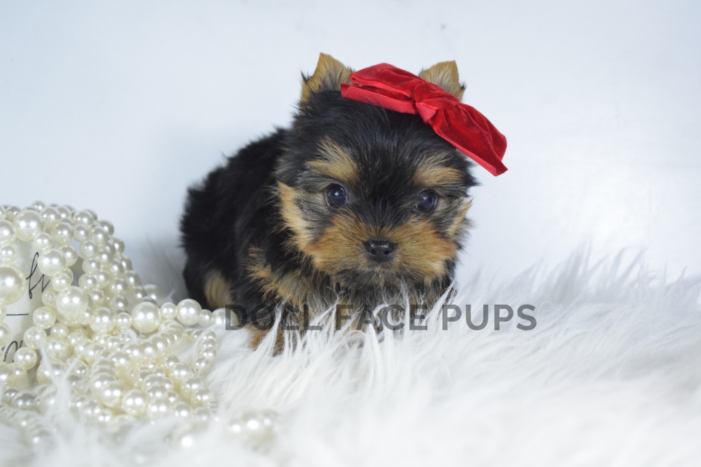 Doll Face Pups Yorkie puppy with red bow and pearls