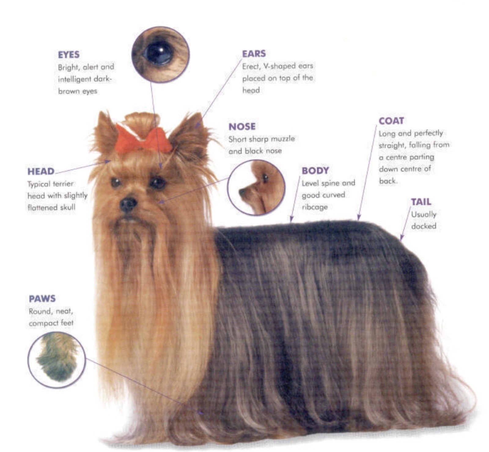 The Yorkie Breed Standard & What to Look For