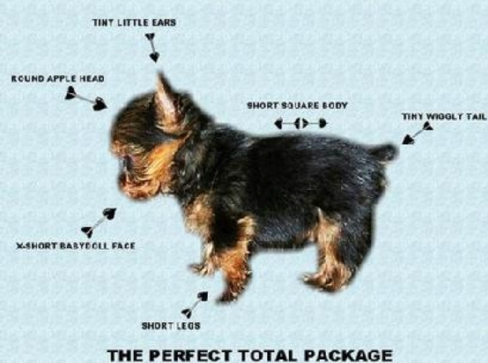 Baby Doll Yorkie Features Diagram