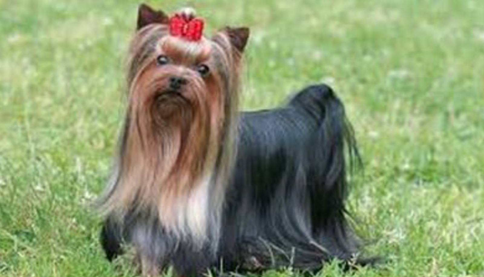 Yorkie with a high quality show coat