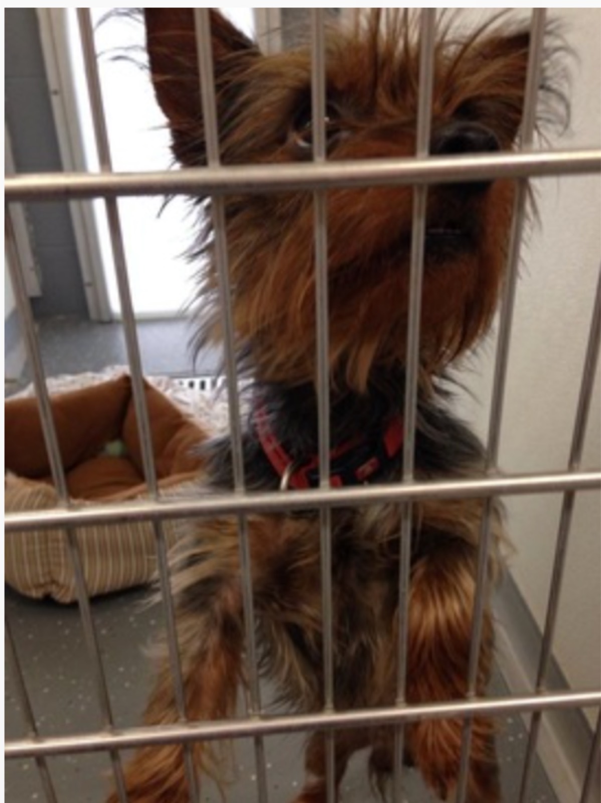 Yorkie with a wispy coat texture