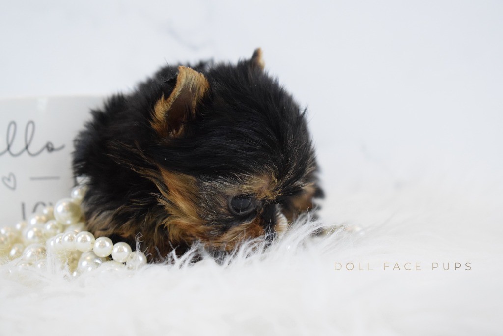 Tiny newborn Yorkie puppy