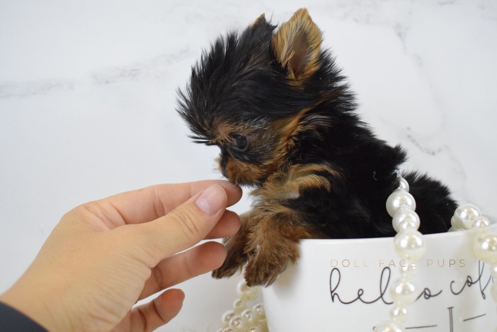 Tiny Yorkie puppy in a coffee mug