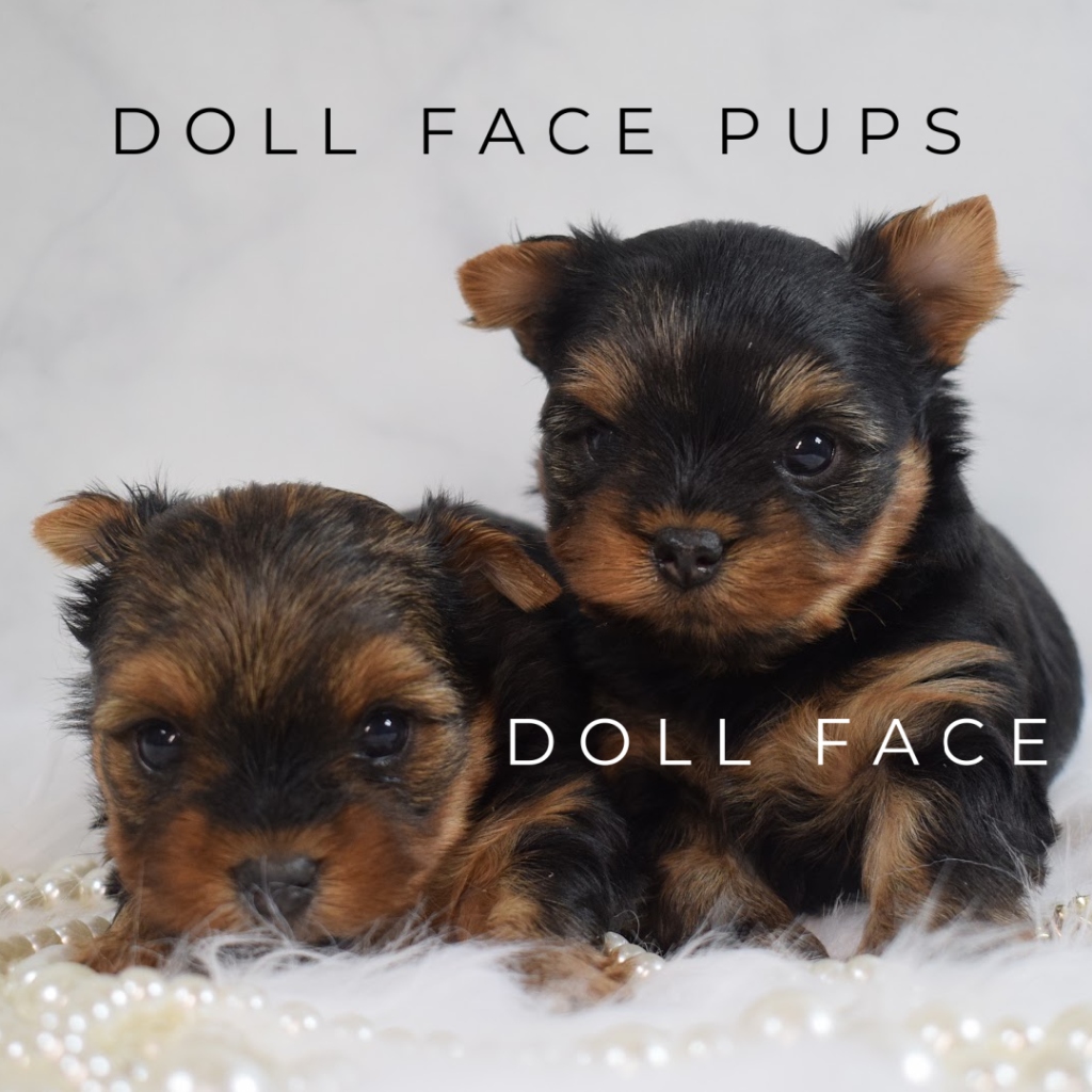 Two Doll Face Pups Yorkie puppies side by side