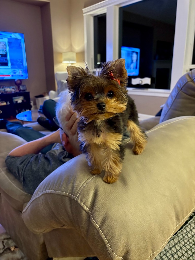 Doll Face Pup in their new home