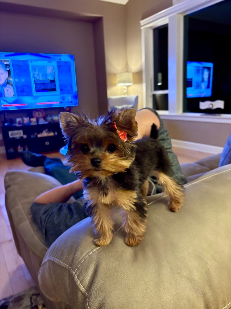 Doll Face Pup cozy at home