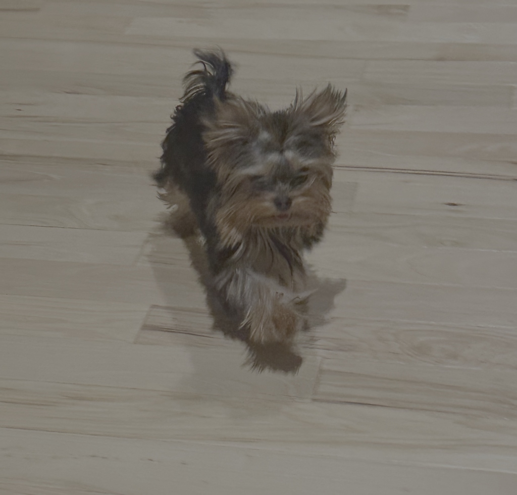Doll Face Pup with family