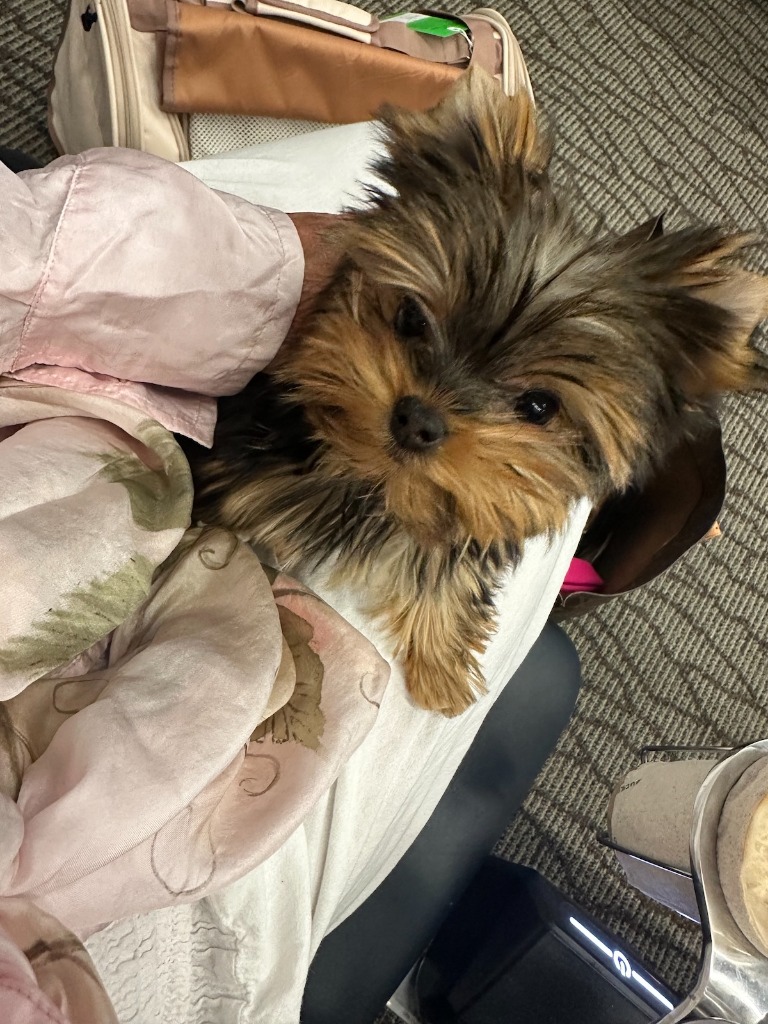 Doll Face Pup traveling