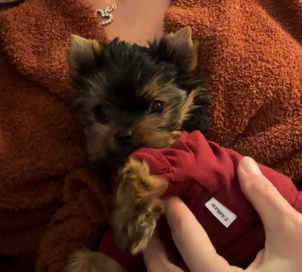 Tiny Doll Face Pup with shoe