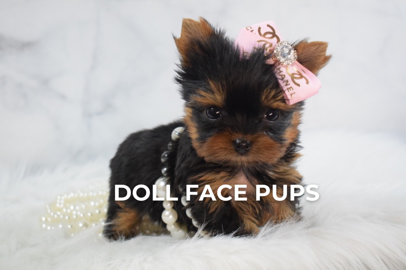 Doll Face Pups gallery 1