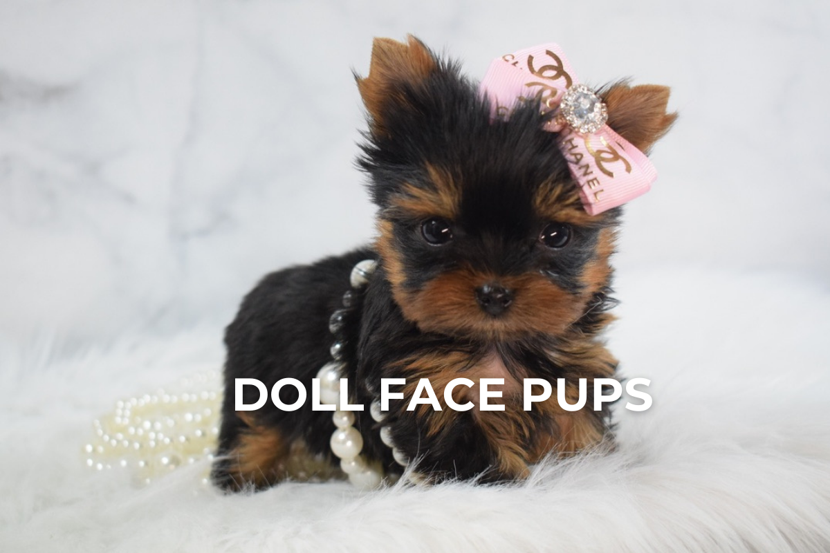 Doll Face Pups gallery 1